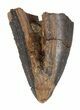 Serrated, Tyrannosaur Tooth Tip - Montana #52688-1